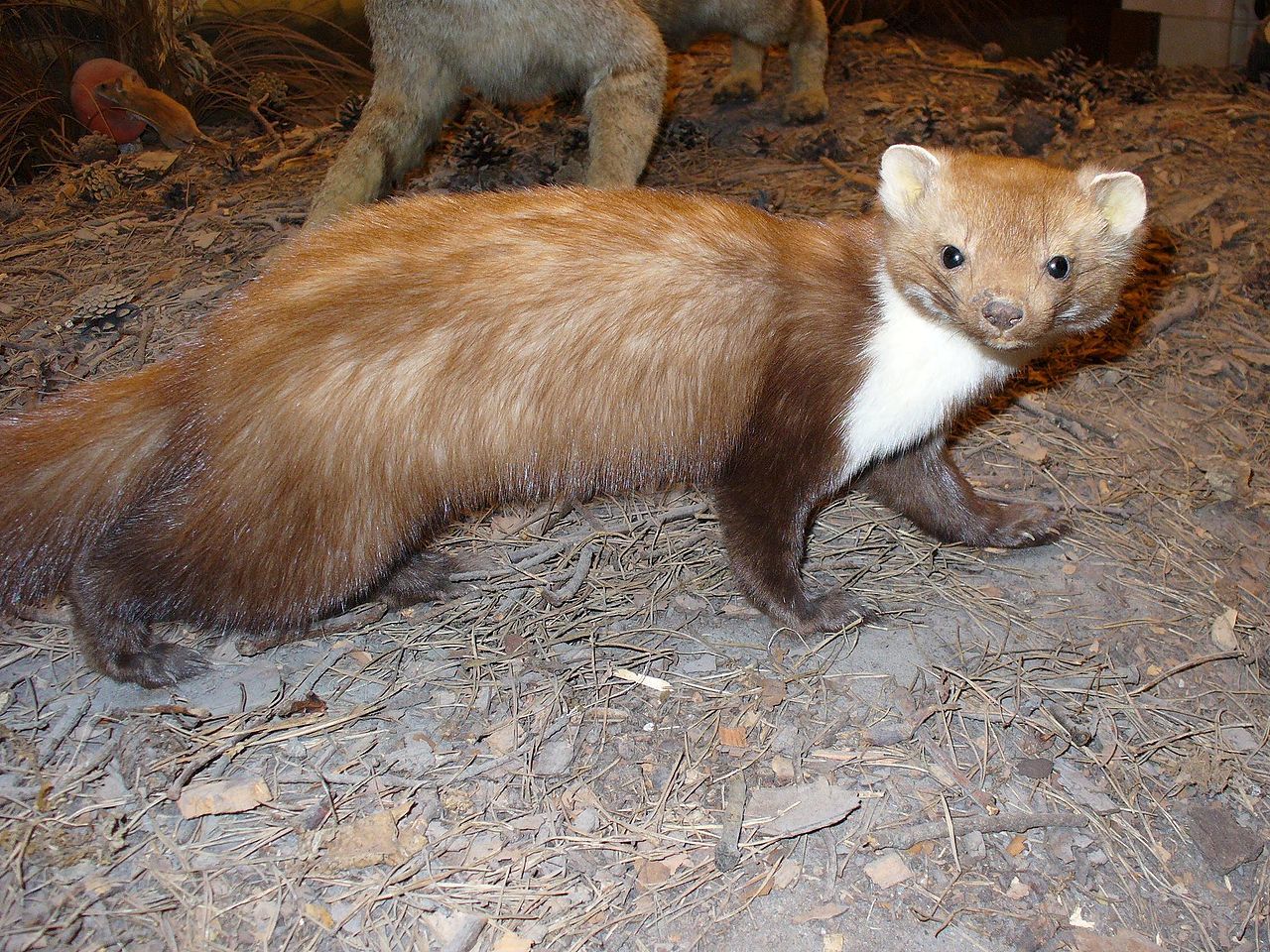 Large Hadron Collider Brought Down by Small Beech Marten